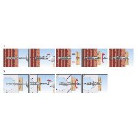 fischer Universaldübel ohne Rand Nylon UX